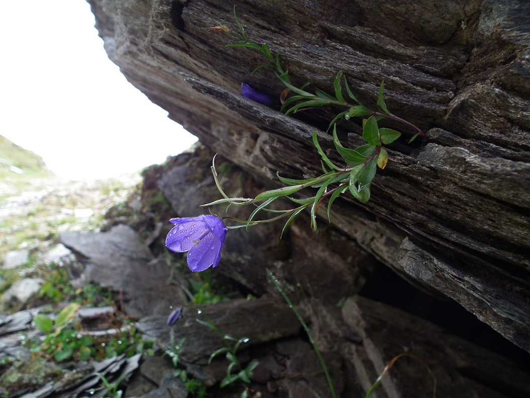 Aiuto id. campanula